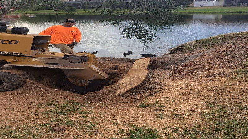 Stump Removal in Fort Myers FL Will Ensure a Safer Yard